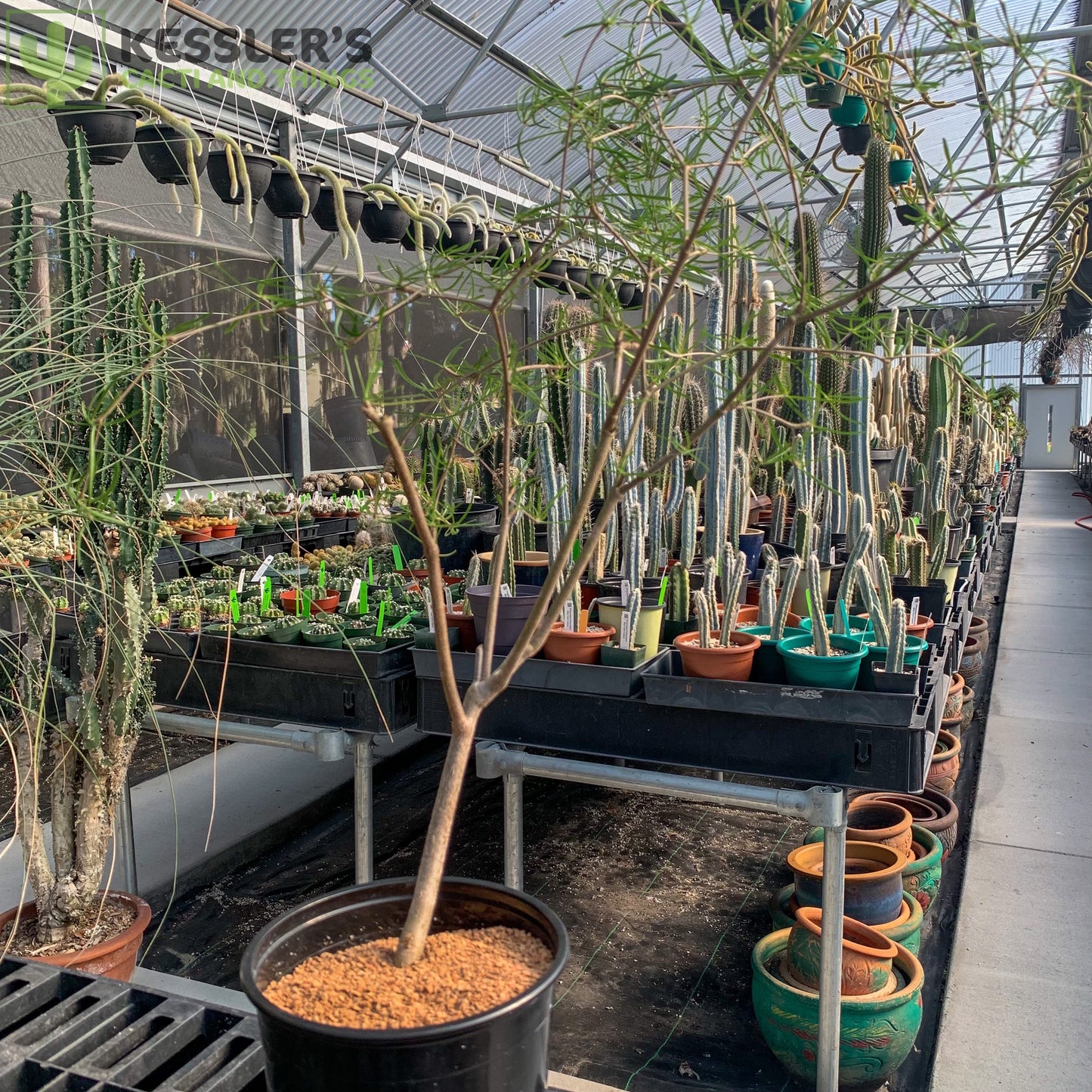 Euphorbia Hedyotoides