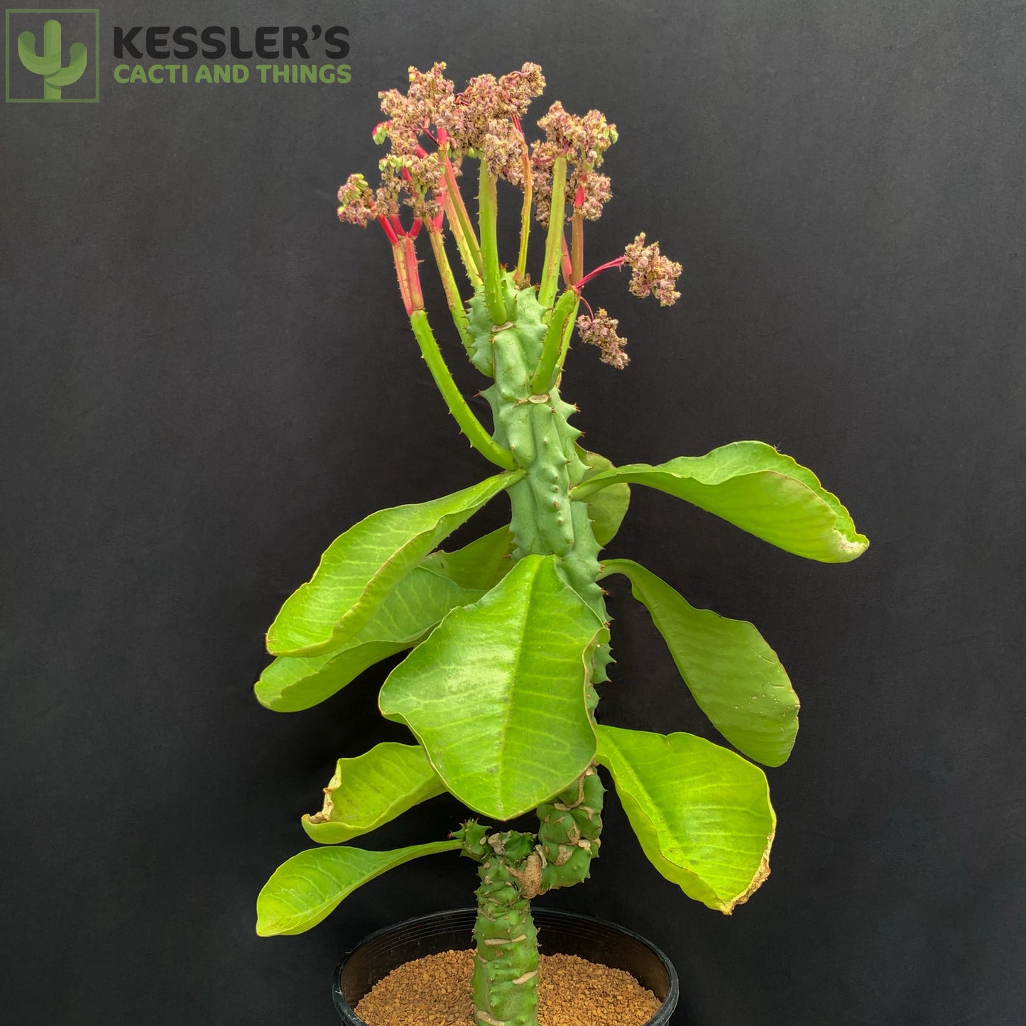 Euphorbia (Monadenium) Spectabilis