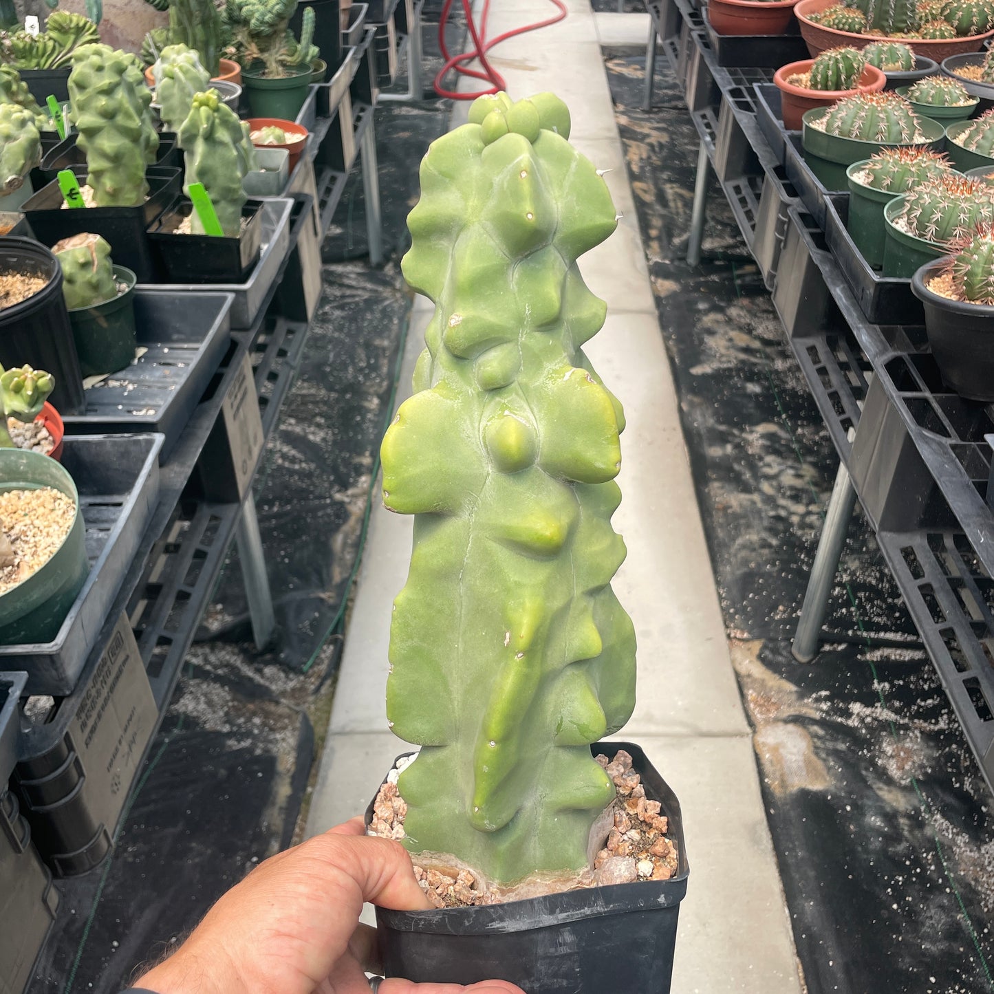 Lophocereus Schottii Monstrose (Totem Pole Cactus)
