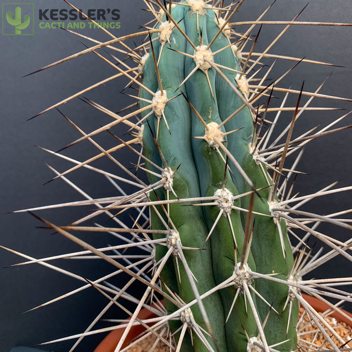 Stetsonia Coryne (South American Saguaro)