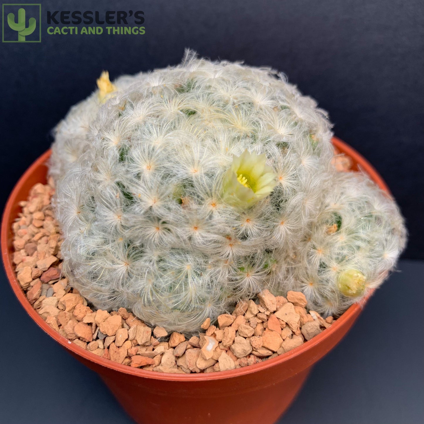 Mammillaria Plumosa