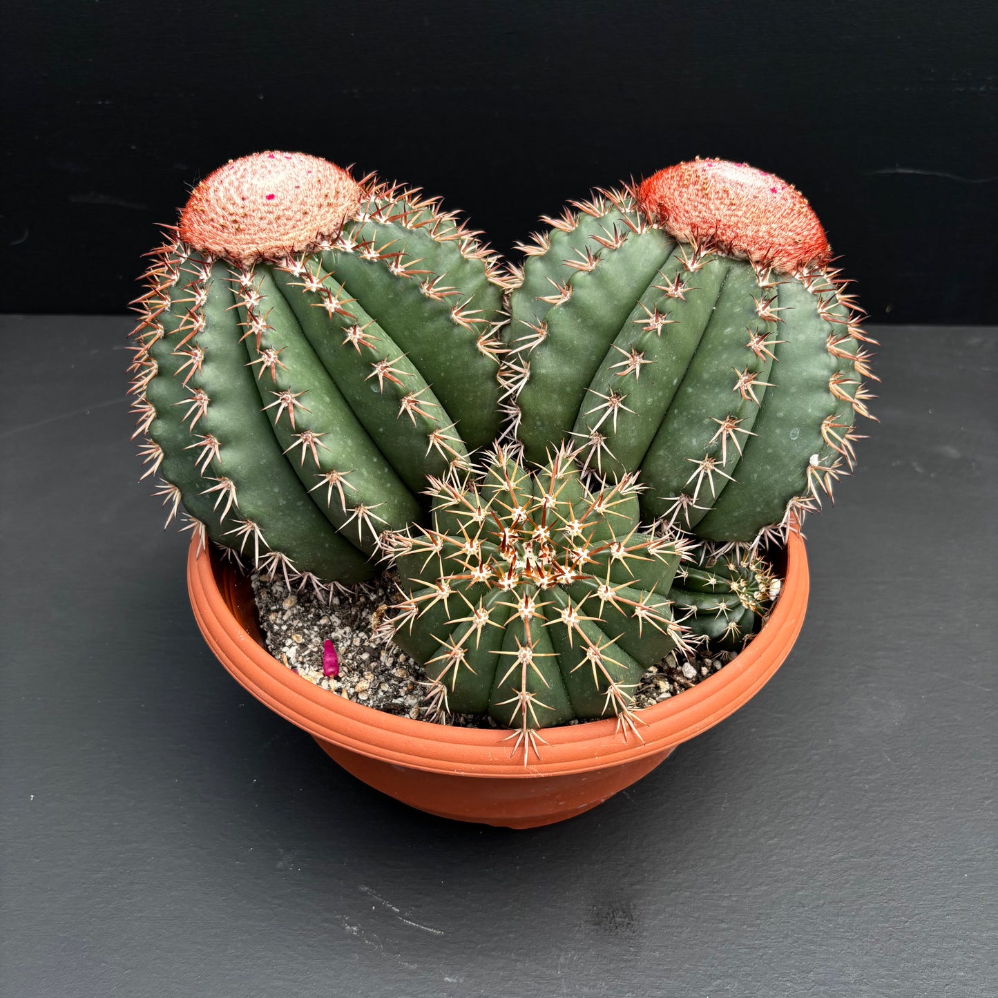 Melocactus Conoideus (Cone Melon Cactus)