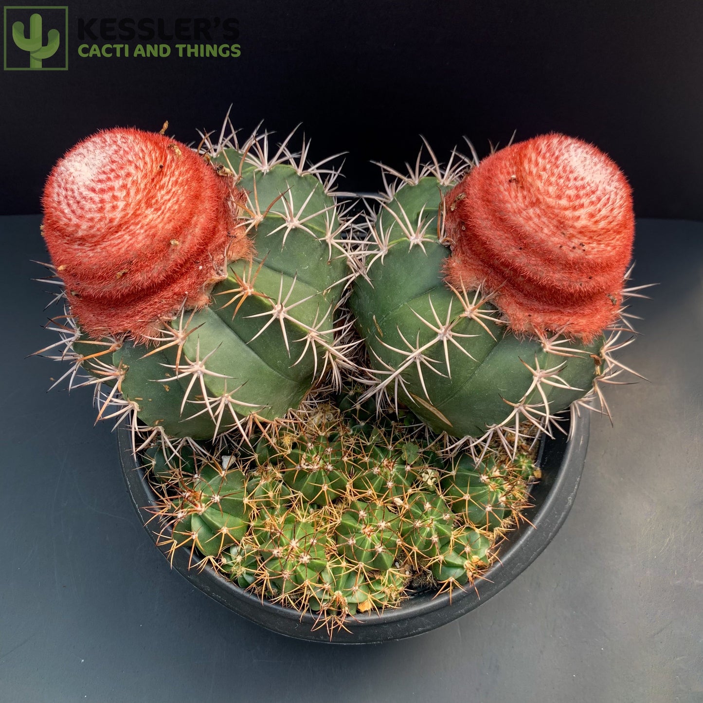 Melocactus Bahiensis (Turk's Cap)