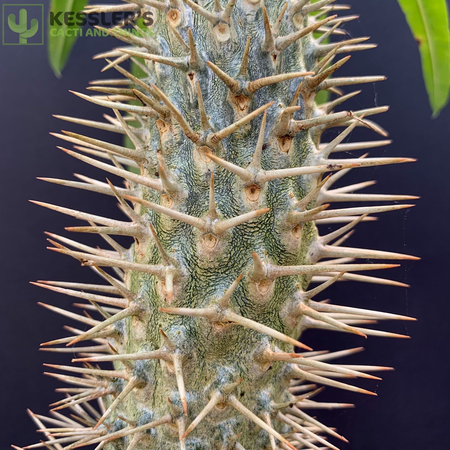 Pachypodium Lamerei (Madagascar Palm)