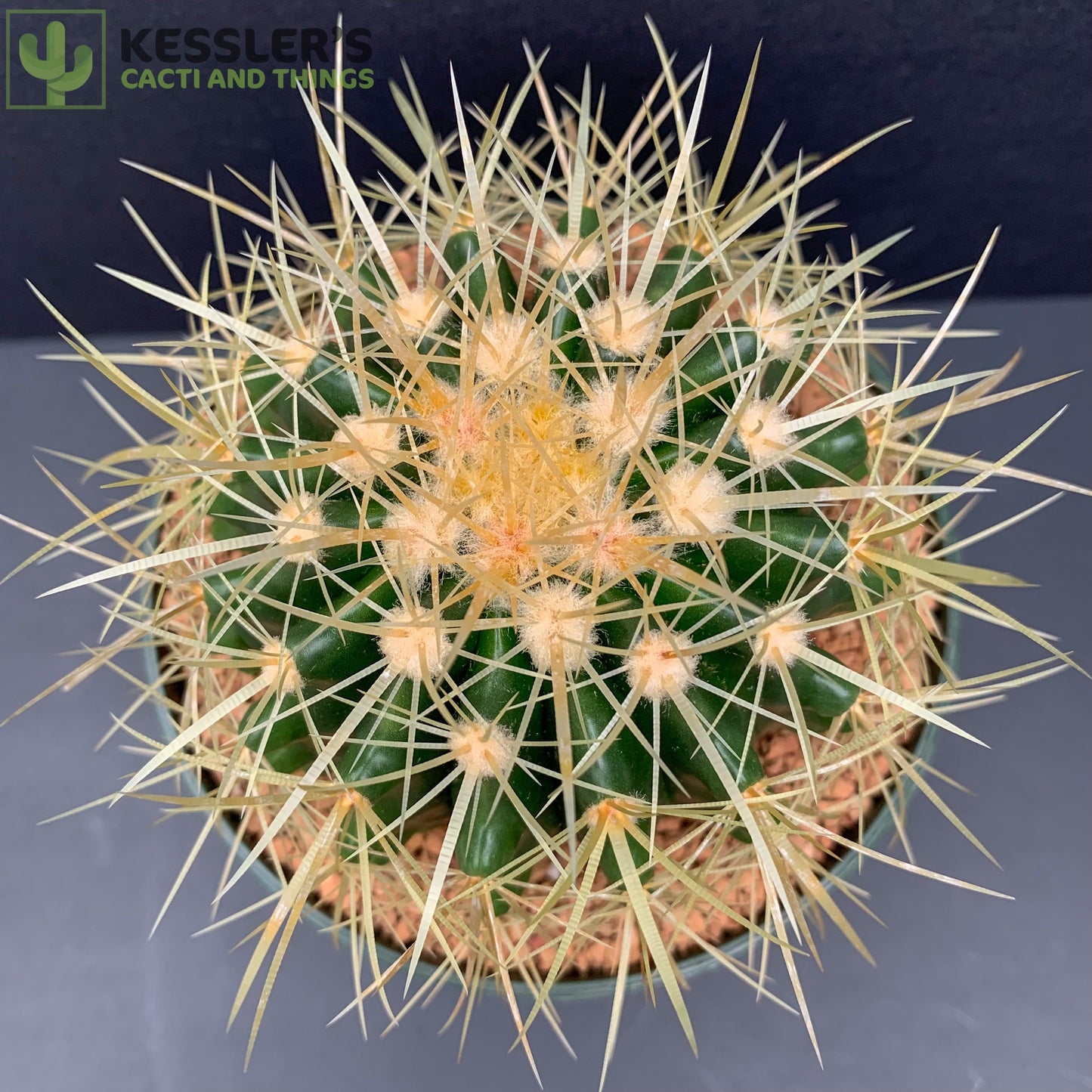 Echinocactus Grusonii (Golden Barrel Cactus)