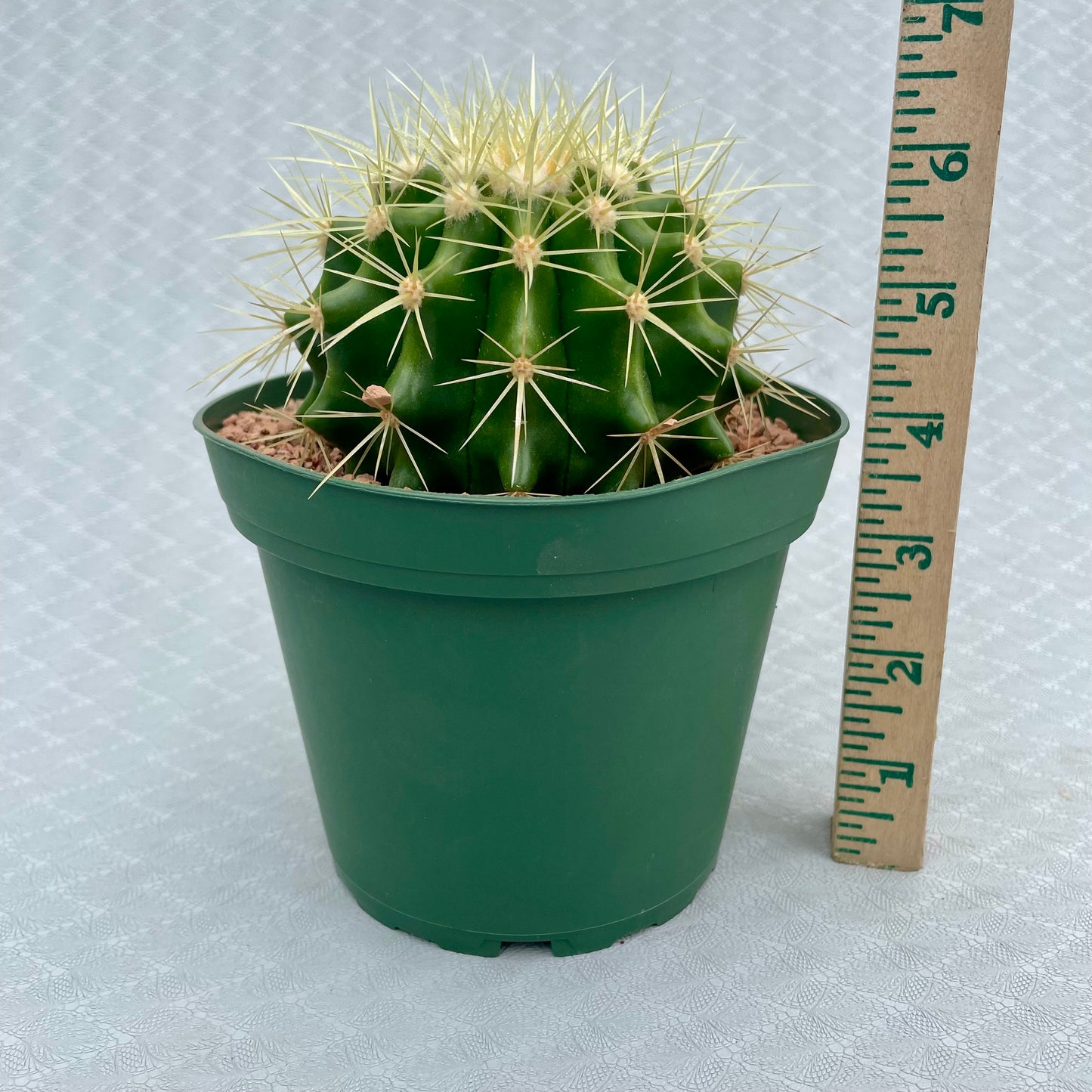 Echinocactus Grusonii (Golden Barrel Cactus)