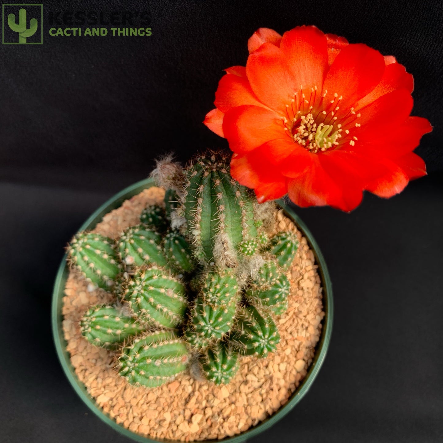 Echinopsis (Rose Quartz)