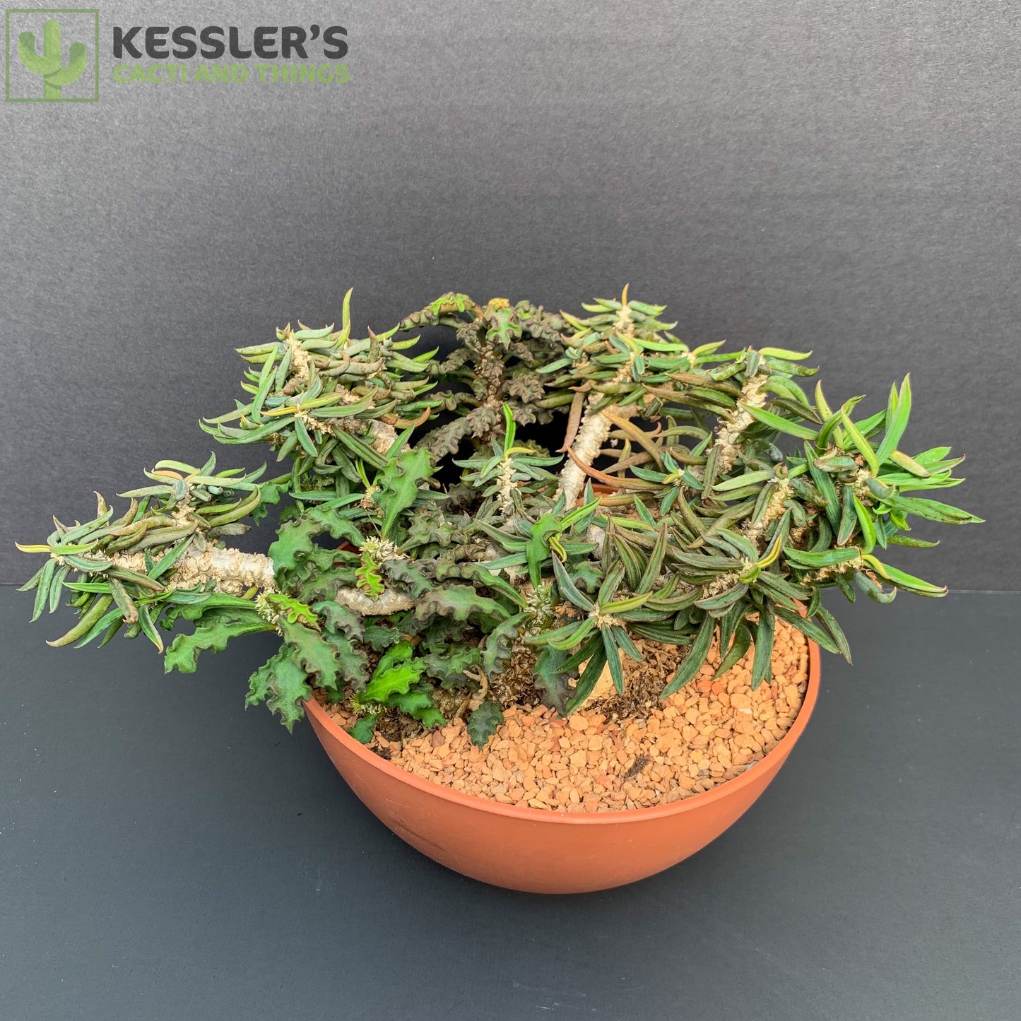 Euphorbia Cylindrifolia Tuberifera