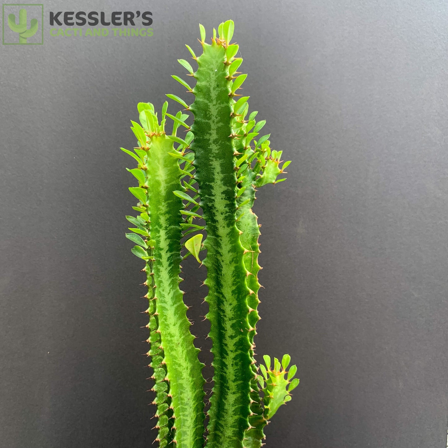 Euphorbia Trigona (Green)