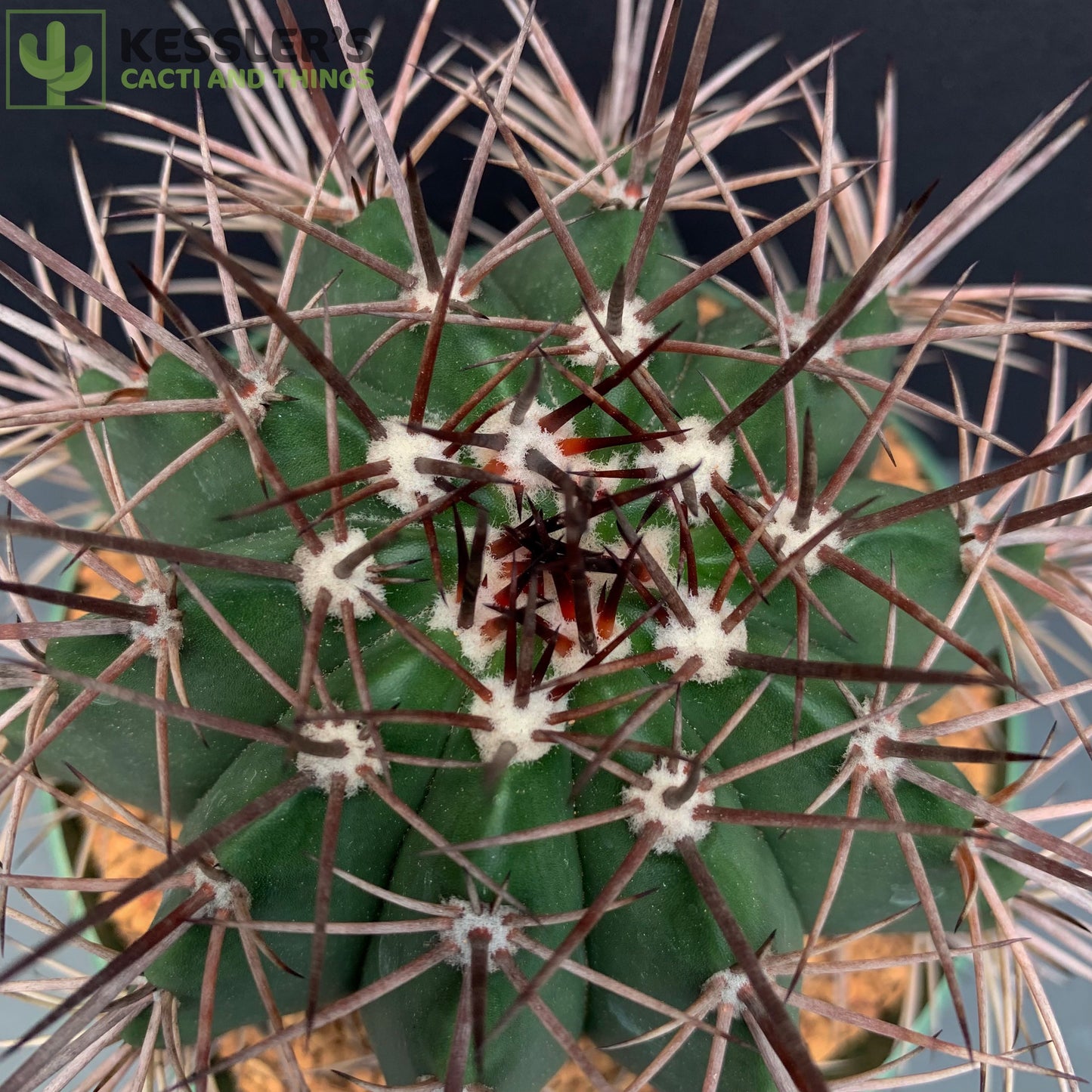Melocactus Bahiensis