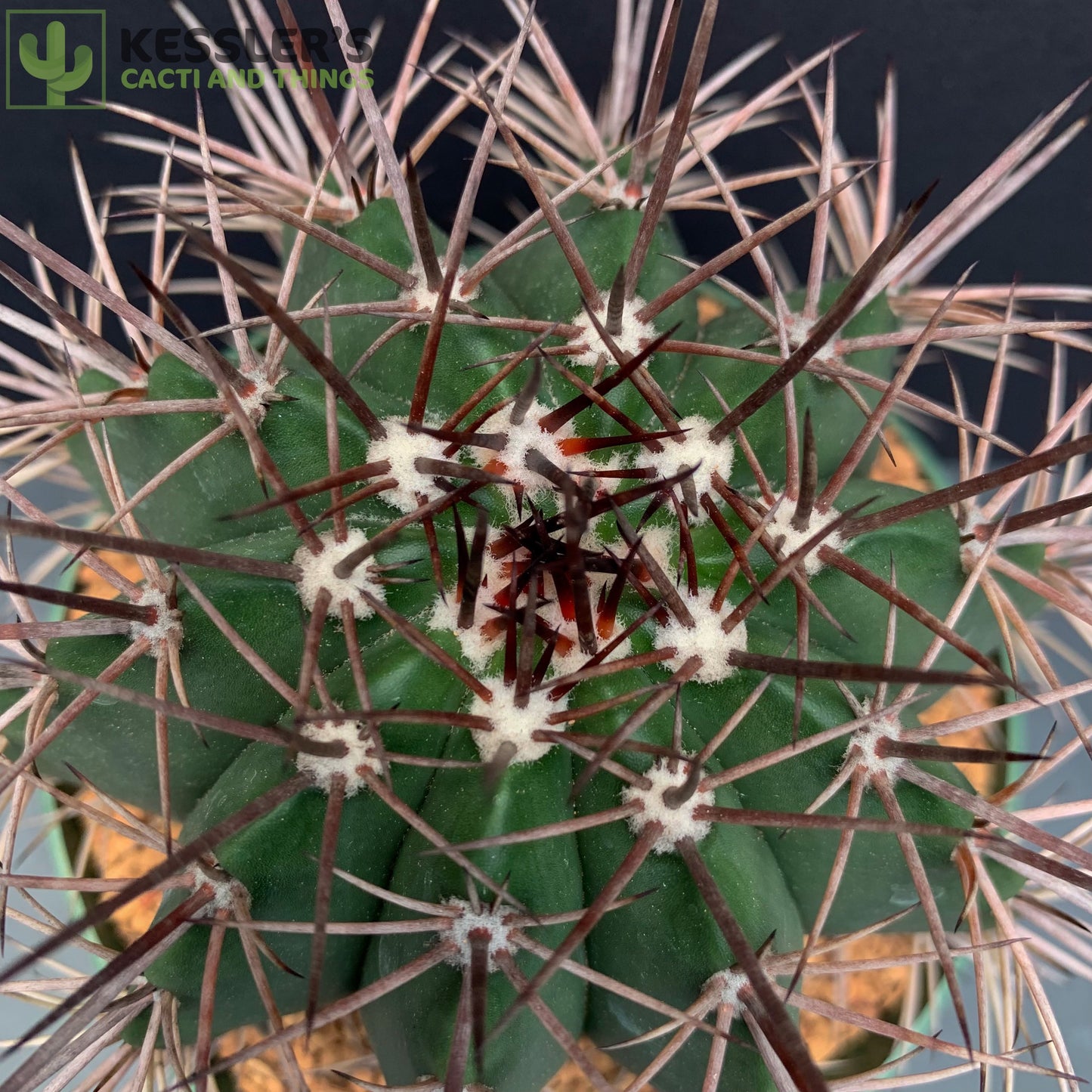 Melocactus Bahiensis (Turk's Cap)