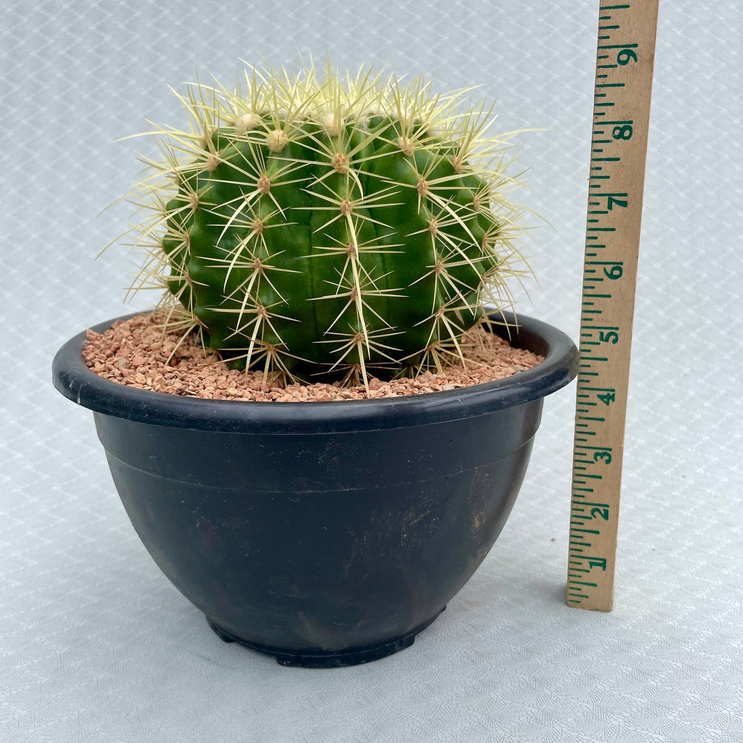 Echinocactus Grusonii (Golden Barrel Cactus)