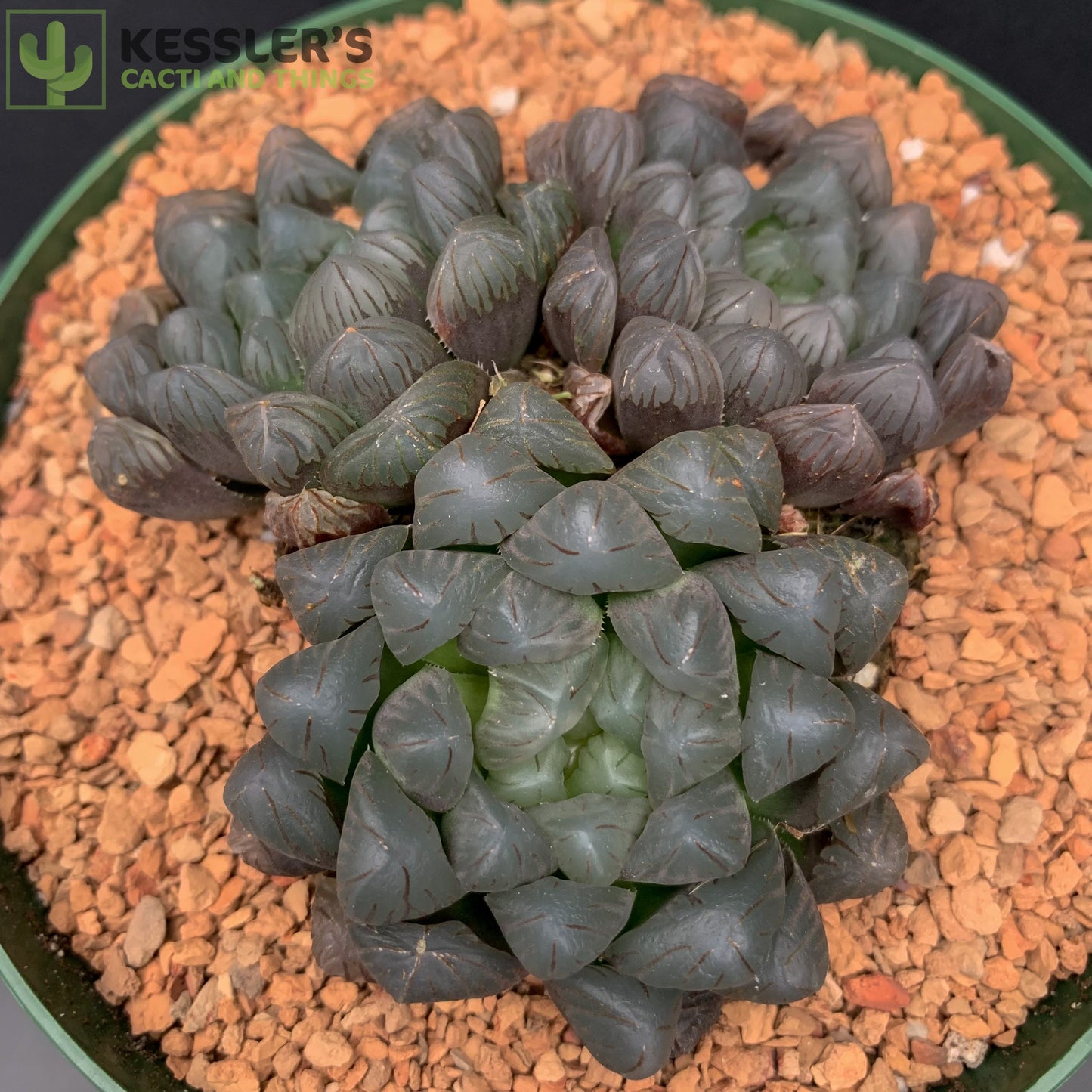 Haworthia Cooperi