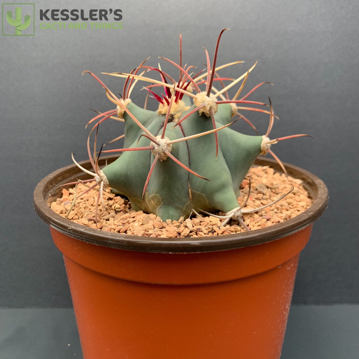 Ferocactus Emoryi