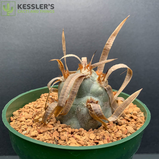 Tephrocactus Articulatus v. Papyracanthus (Paper Spine)