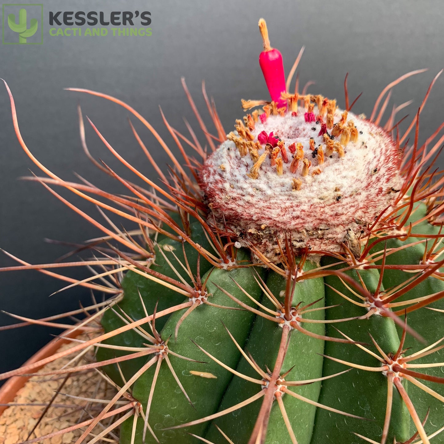 Melocactus Erythracanthus