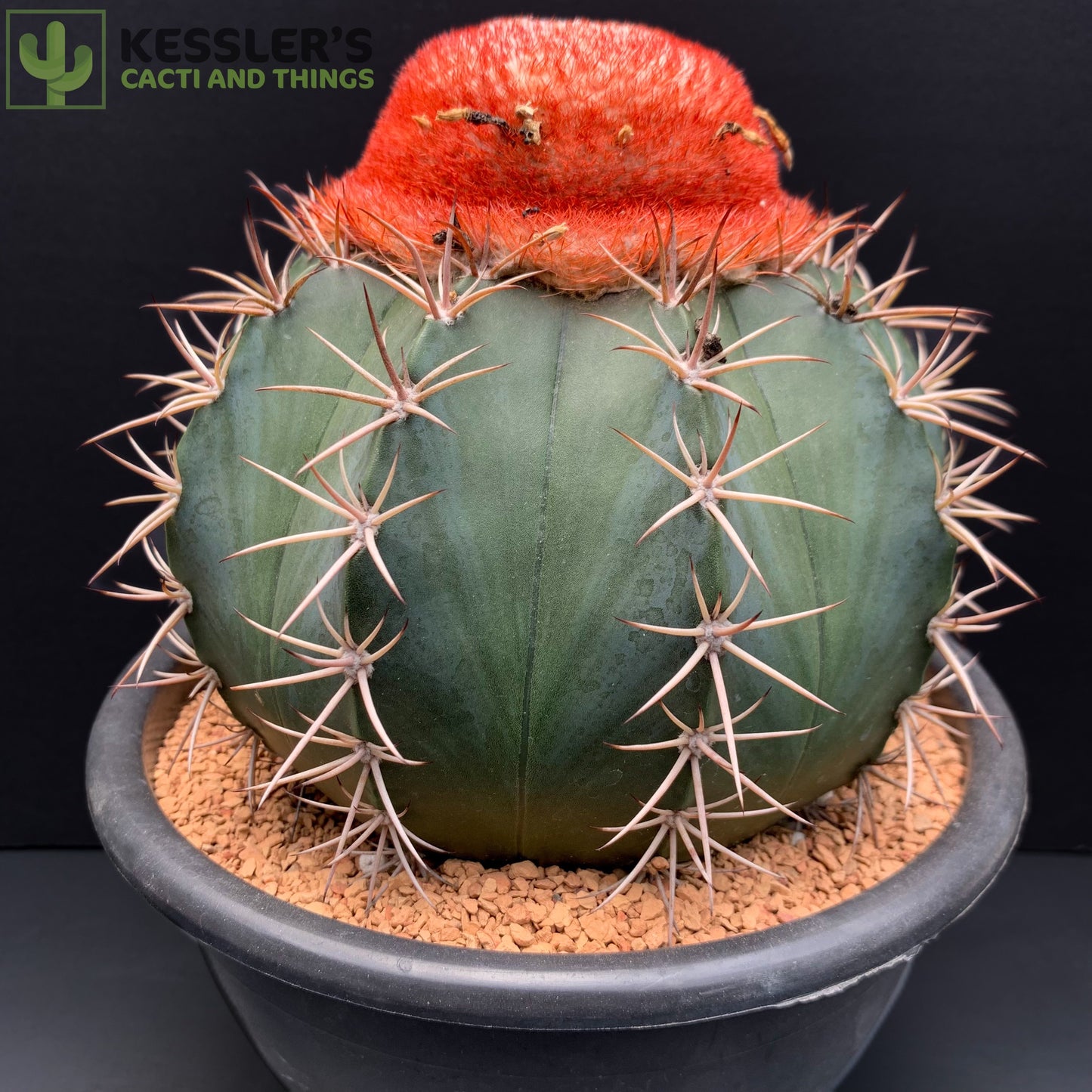 Melocactus Bahiensis (Turk's Cap)