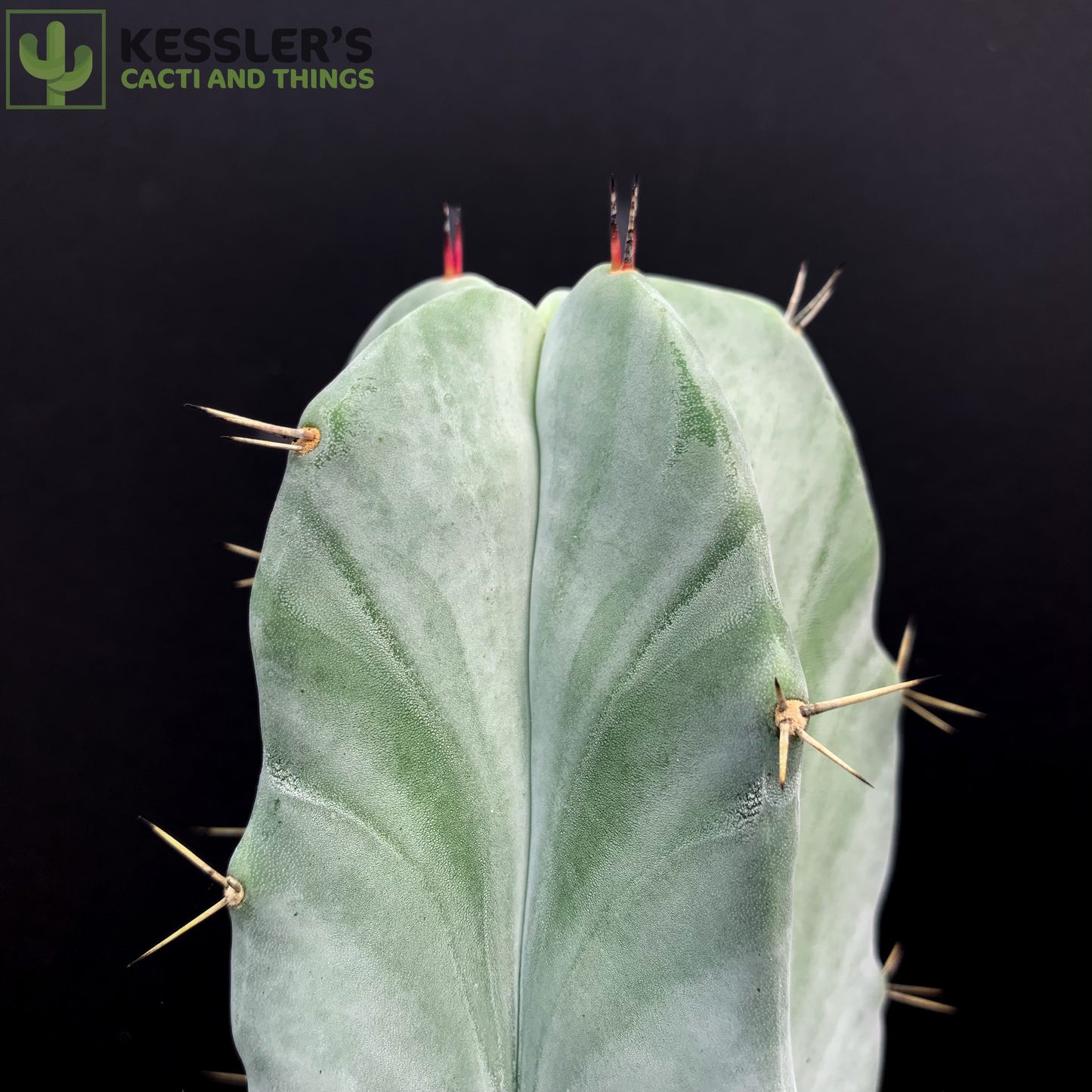 Stenocereus Pruinosus