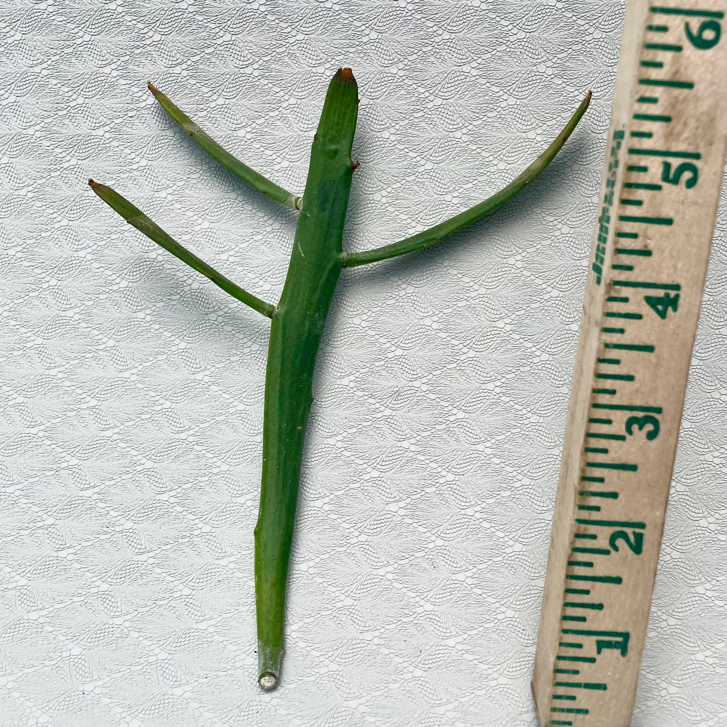 Euphorbia Xylophylloides