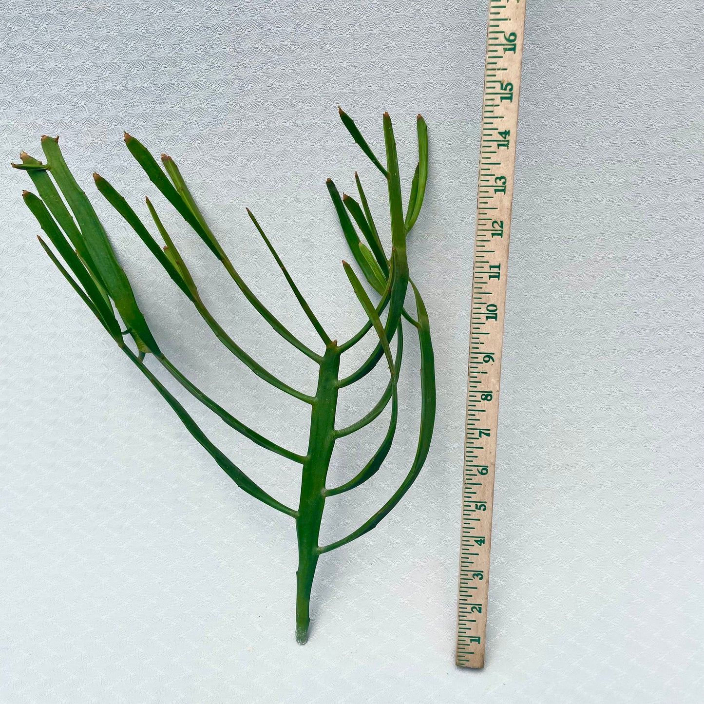 Euphorbia Xylophylloides