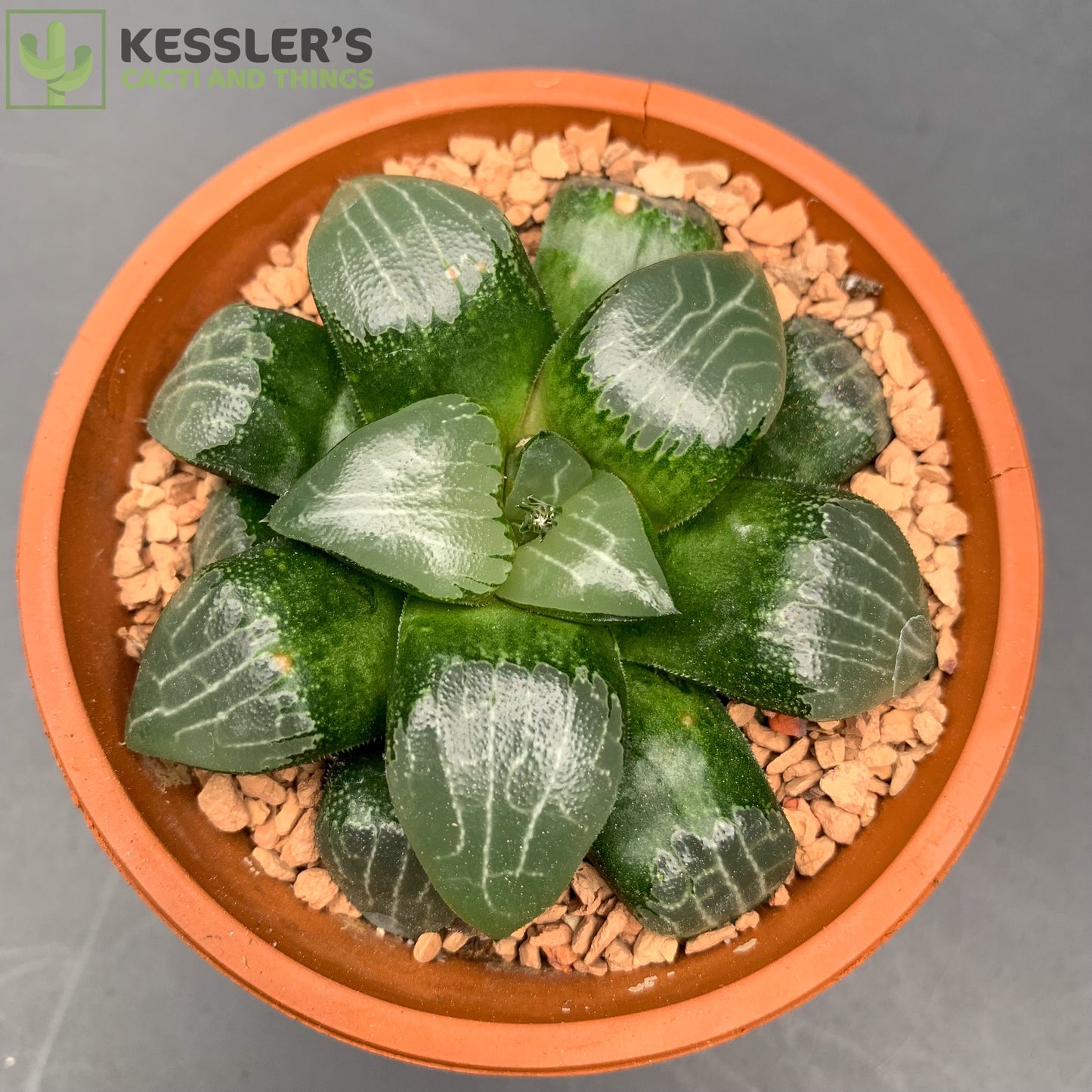 Haworthia Bayeri