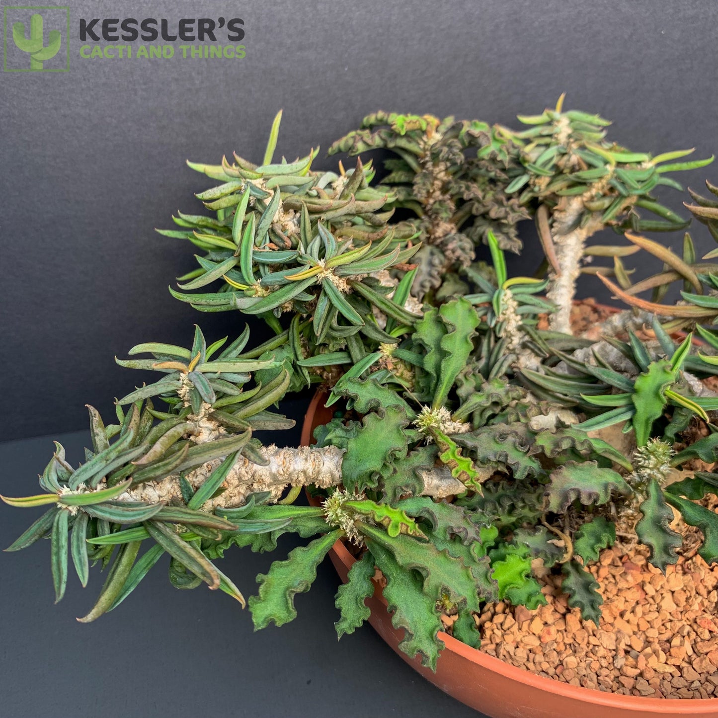 Euphorbia Cylindrifolia Tuberifera