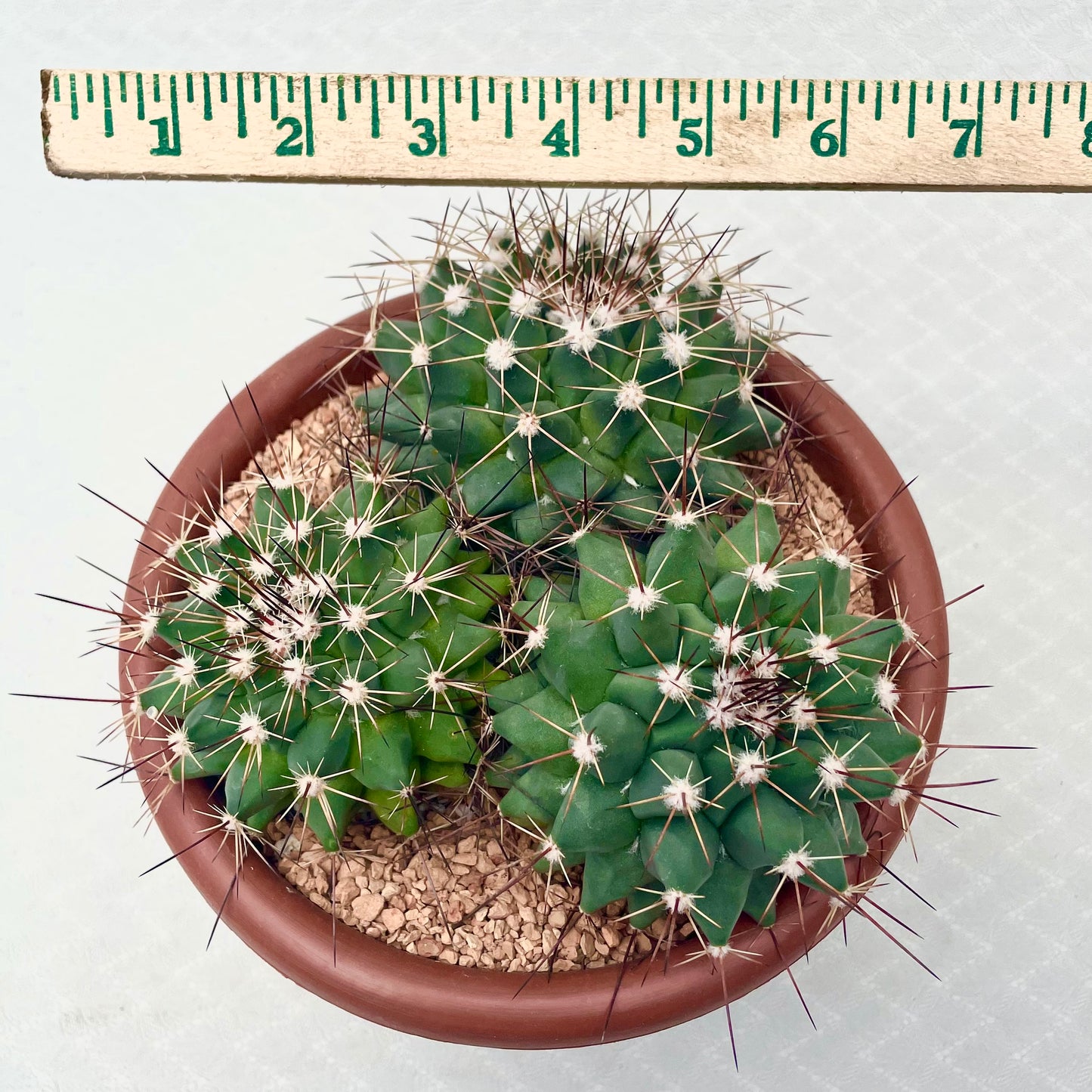 Mammillaria Melanocentra