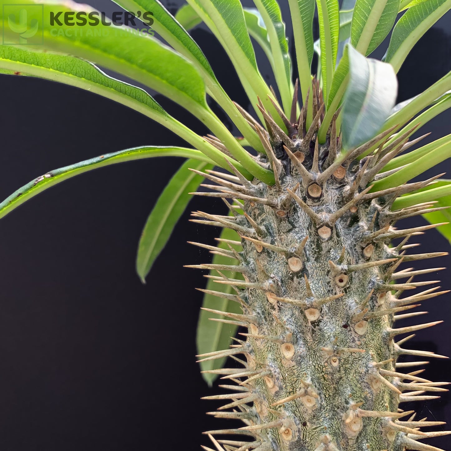 Pachypodium Lamerei (Madagascar Palm)