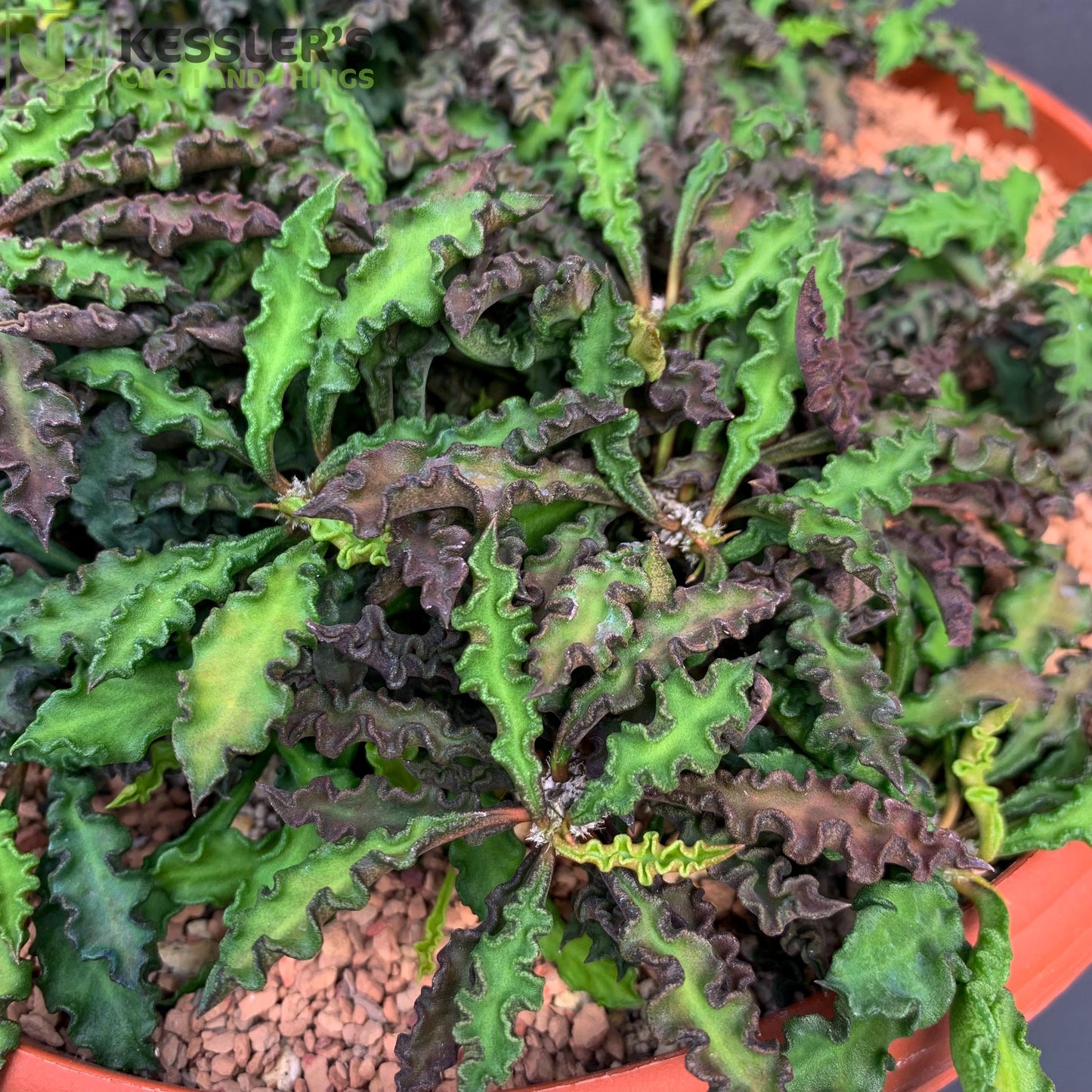Euphorbia Decaryi Spirosticha