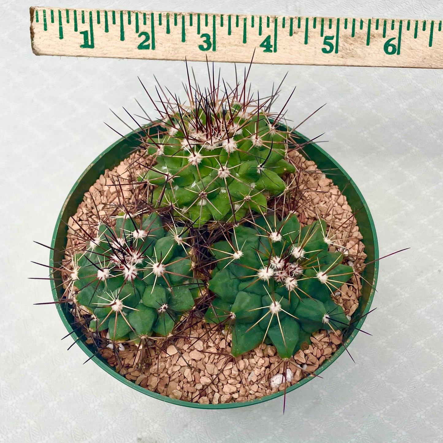 Mammillaria Melanocentra