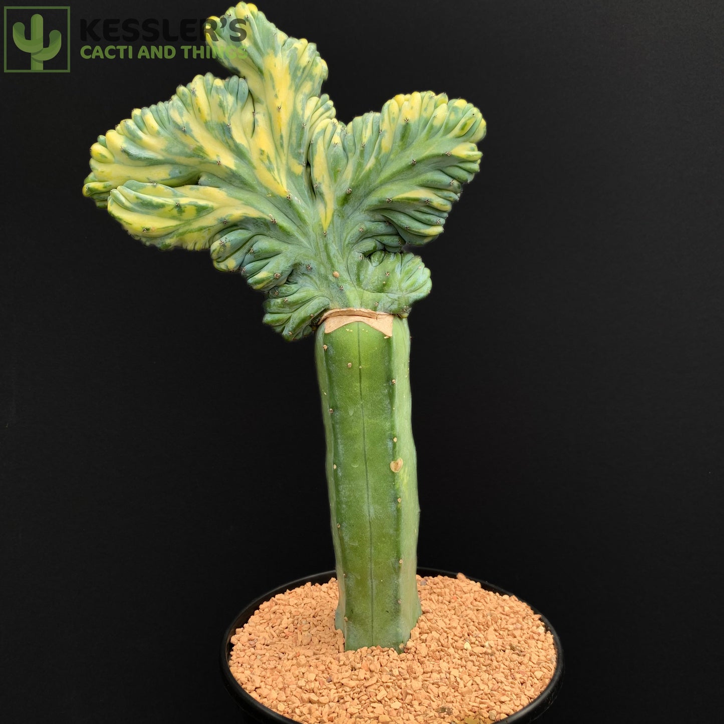 Variegated Crested Myrtillocactus (Grafted Dinosaur Back)
