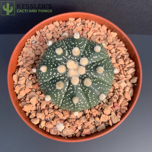 Astrophytum Asterias (Sand Dollar)