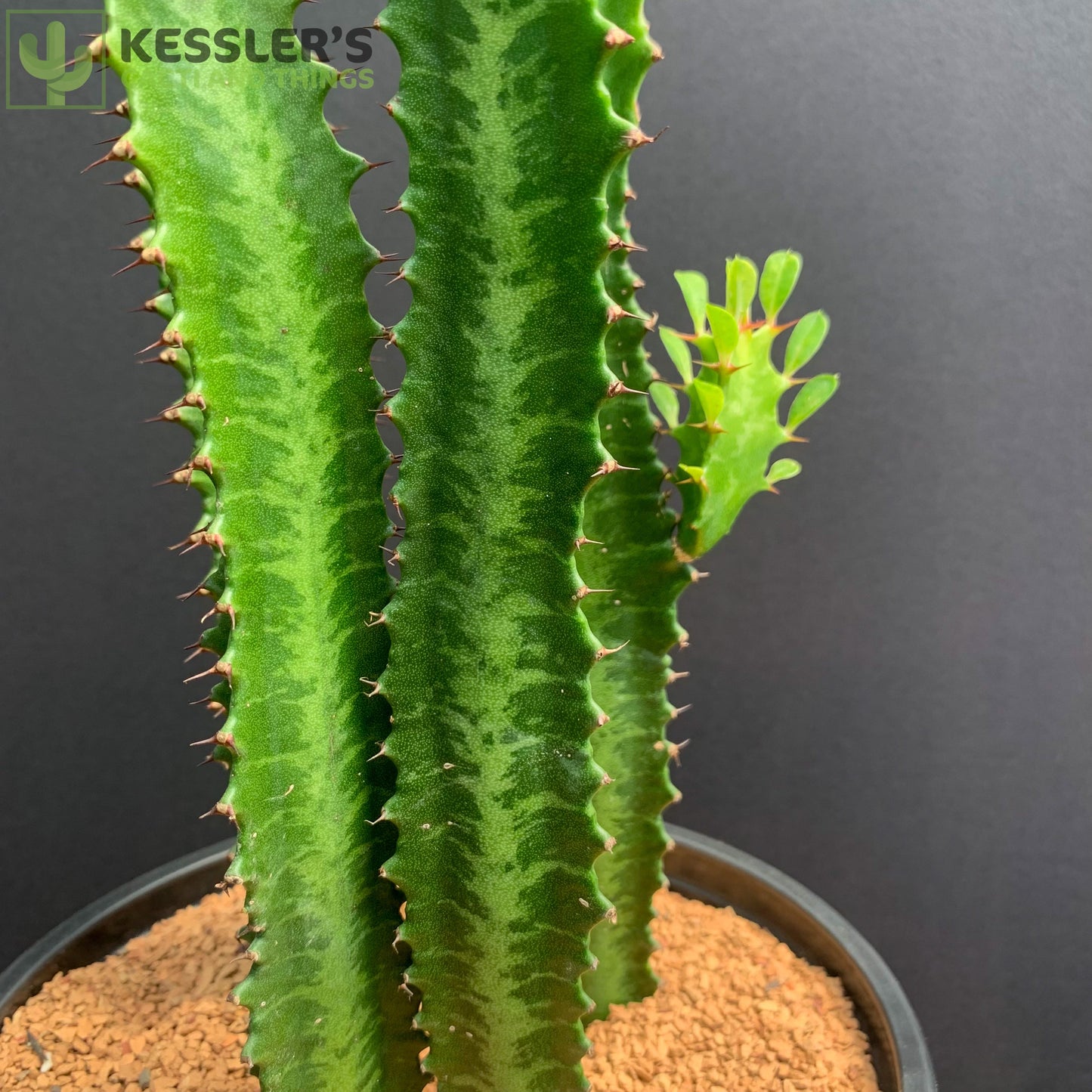 Euphorbia Trigona (Green)