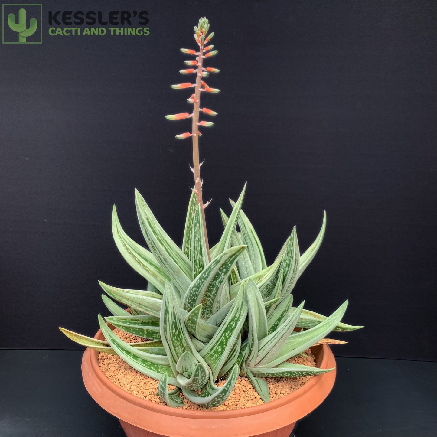 Gasteraloe (Green Ice)