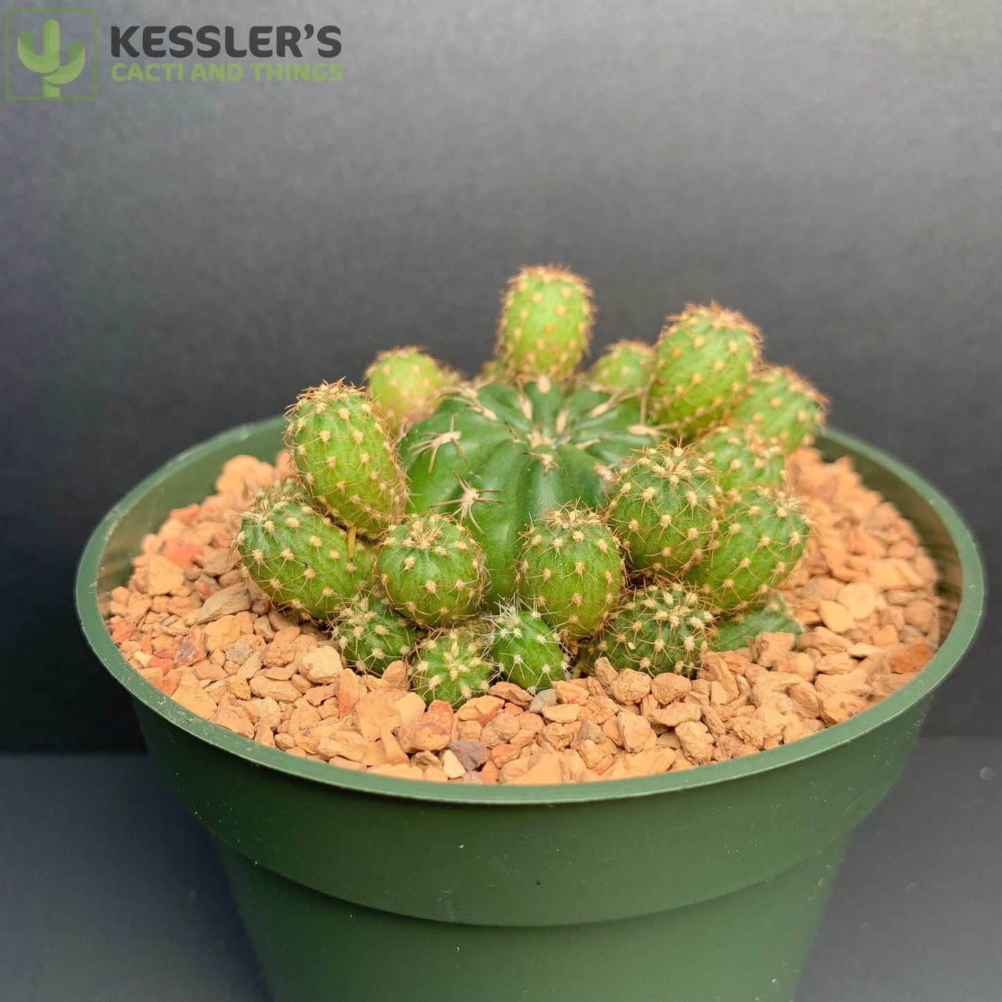 Matucana Aurantiaca sp. Polzii