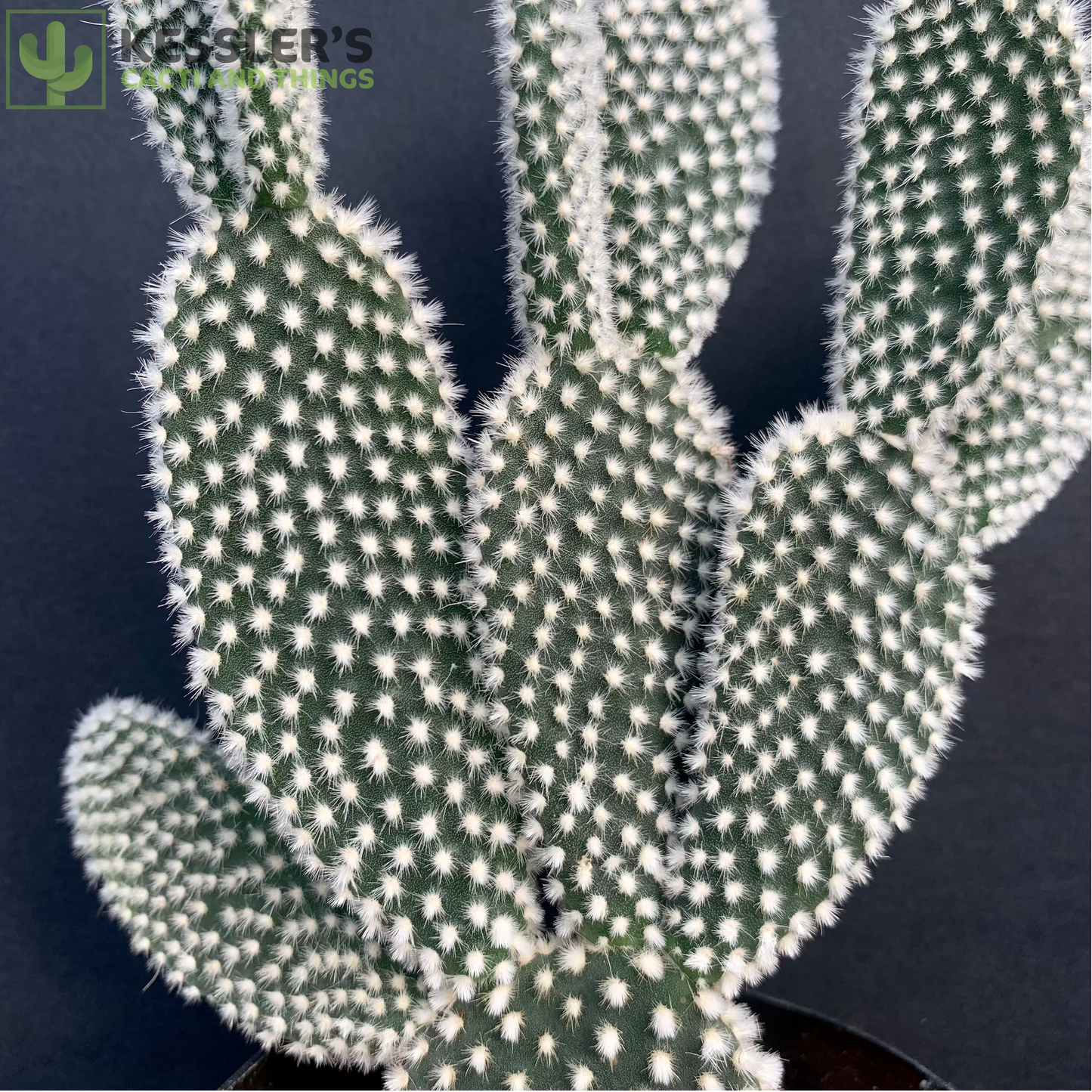 Opuntia Microdasys Var. Albispina (White Bunny Ears)