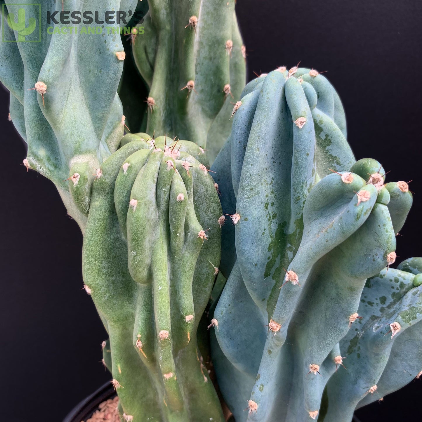 Cereus Hildmannianus Monstrose