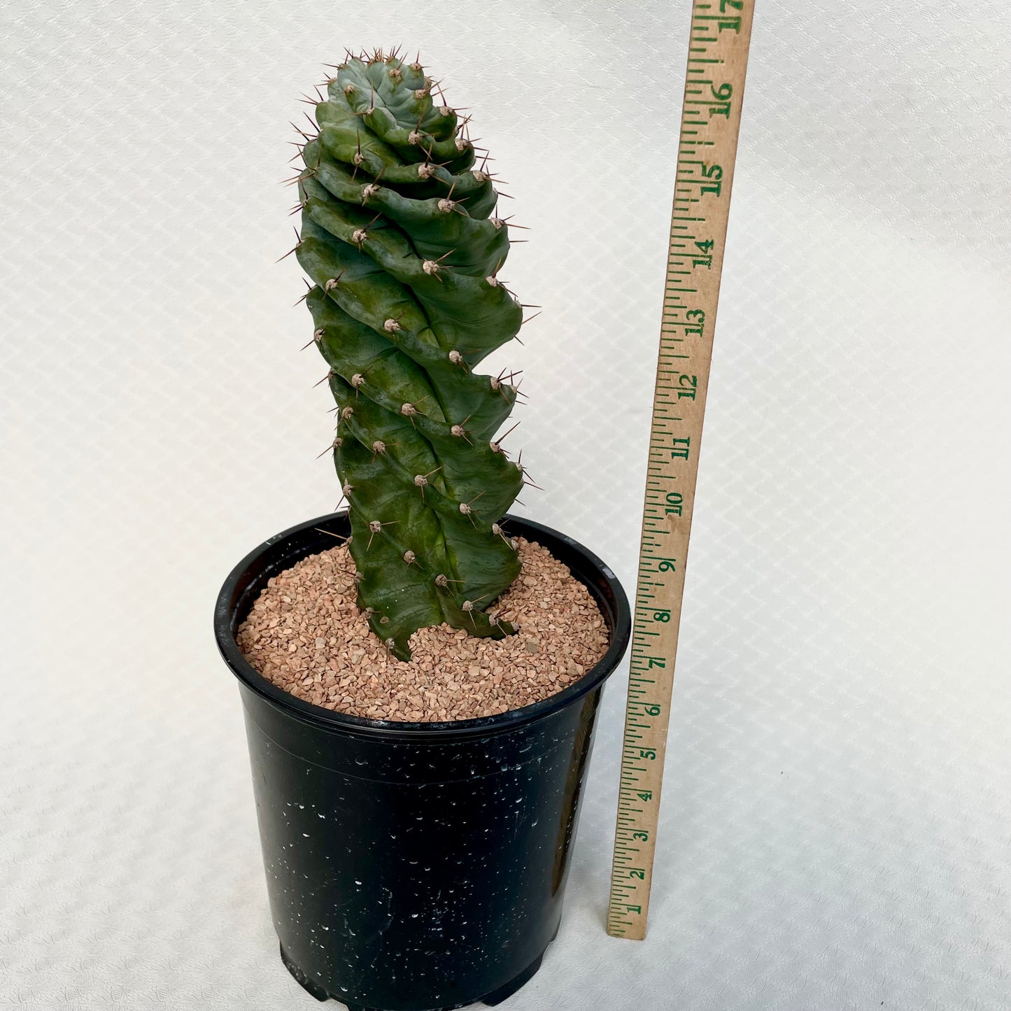 Cereus Forbesii Spiralis (Spiral Cactus)