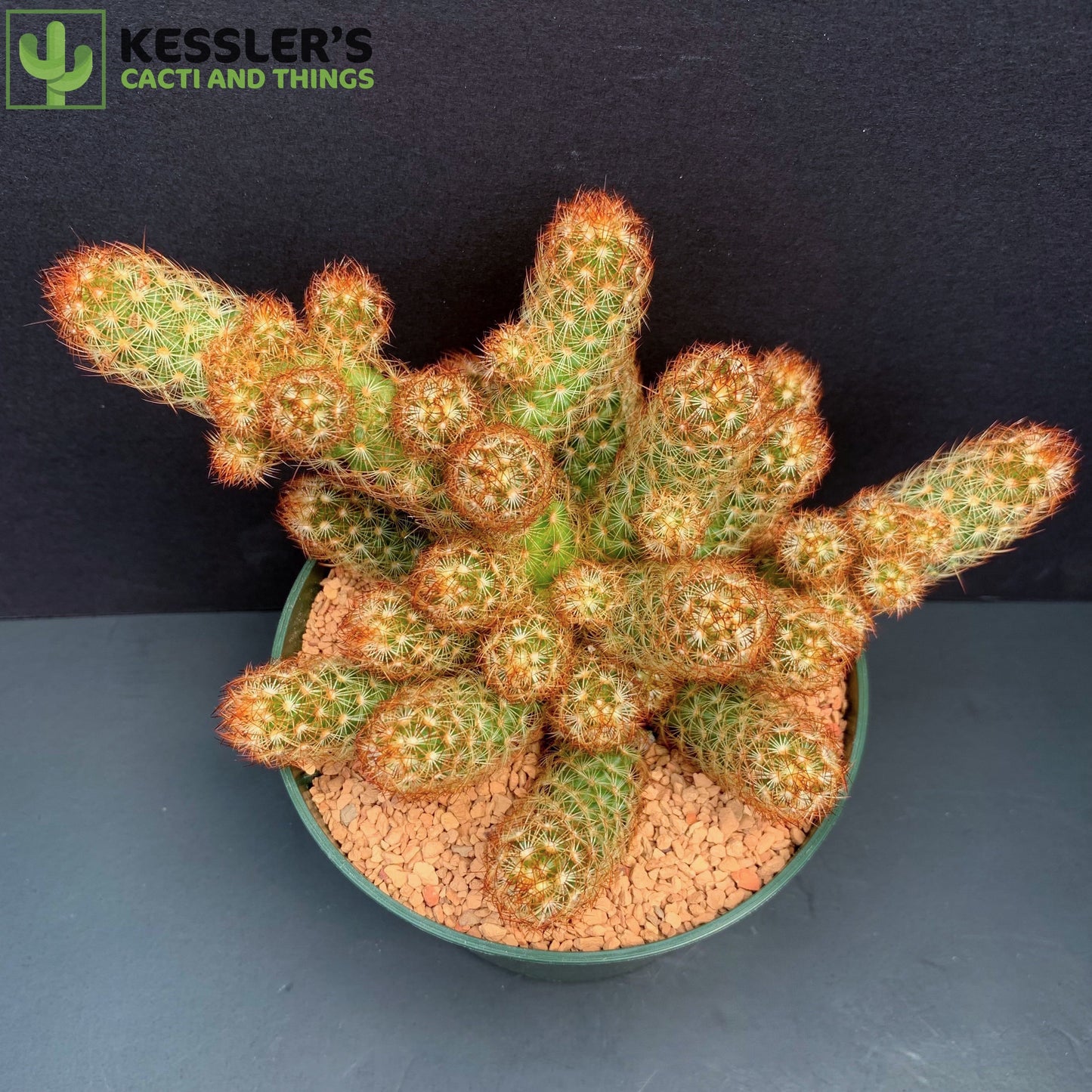 Mammillaria Elongata (Irish Red)