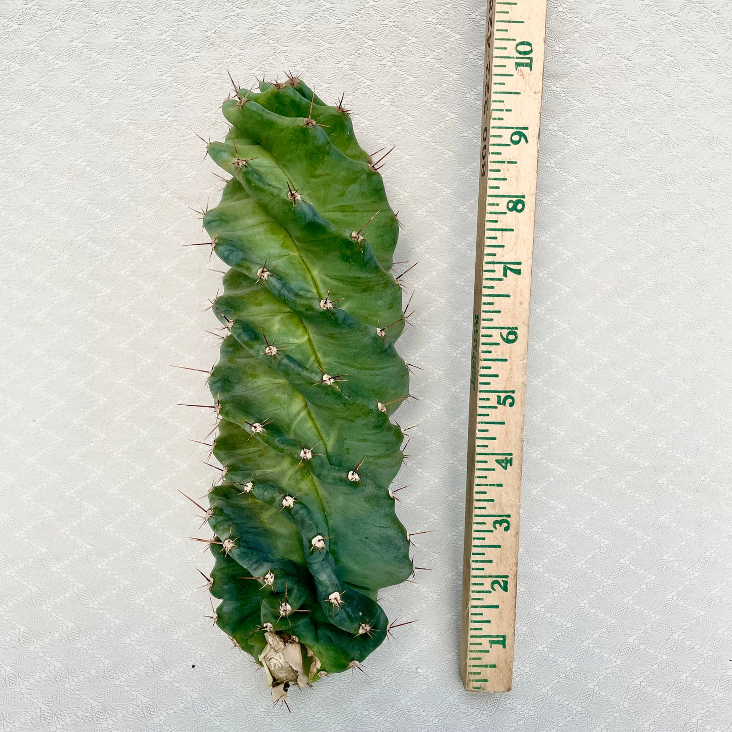 Cereus Forbesii Spiralis (Spiral Cactus)