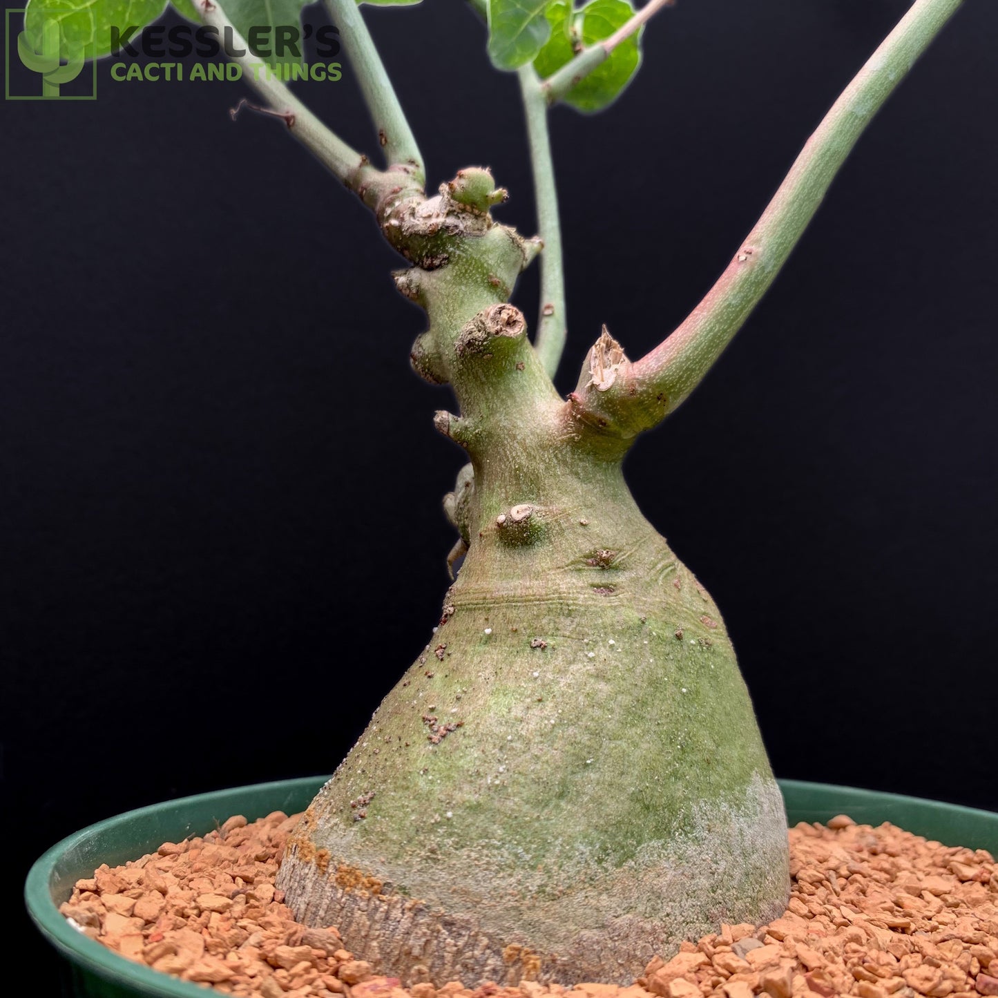 Adenia Glauca