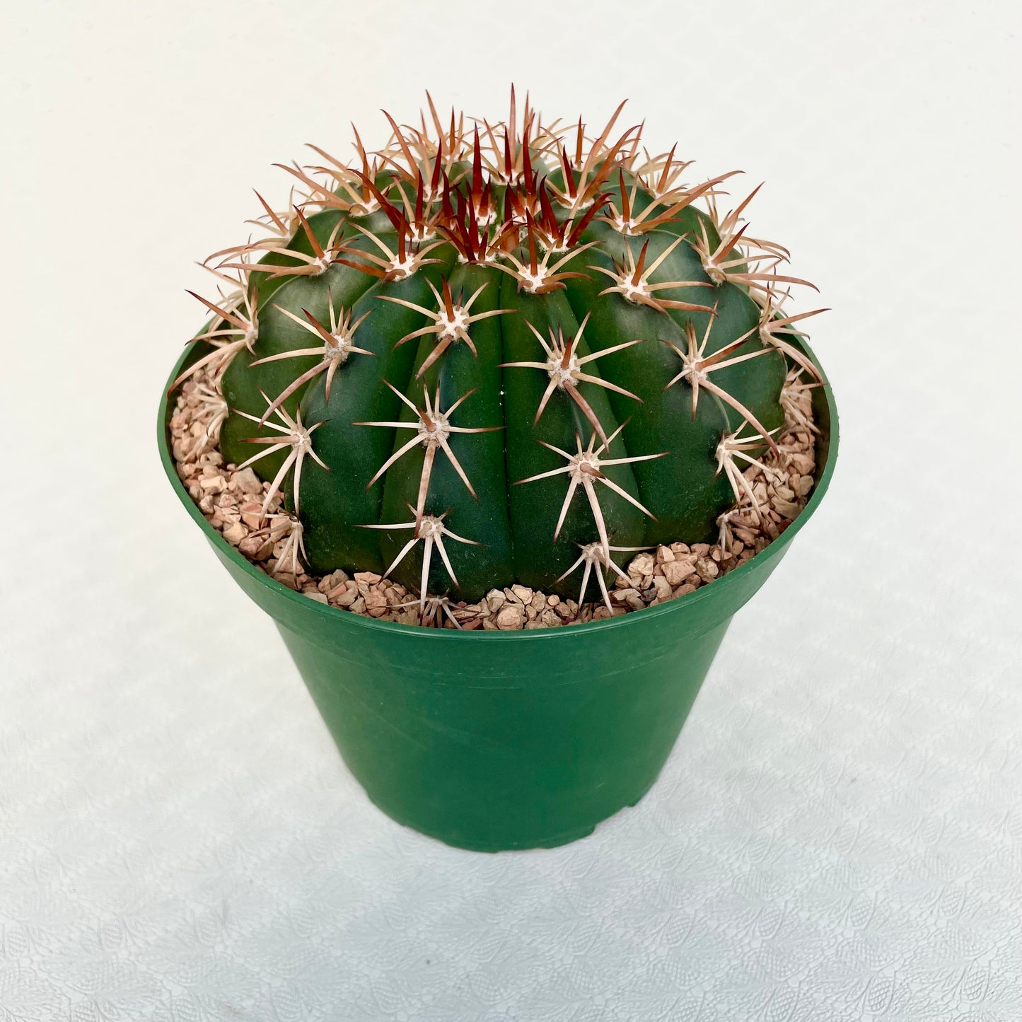 Melocactus Conoideus (Cone Melon Cactus)