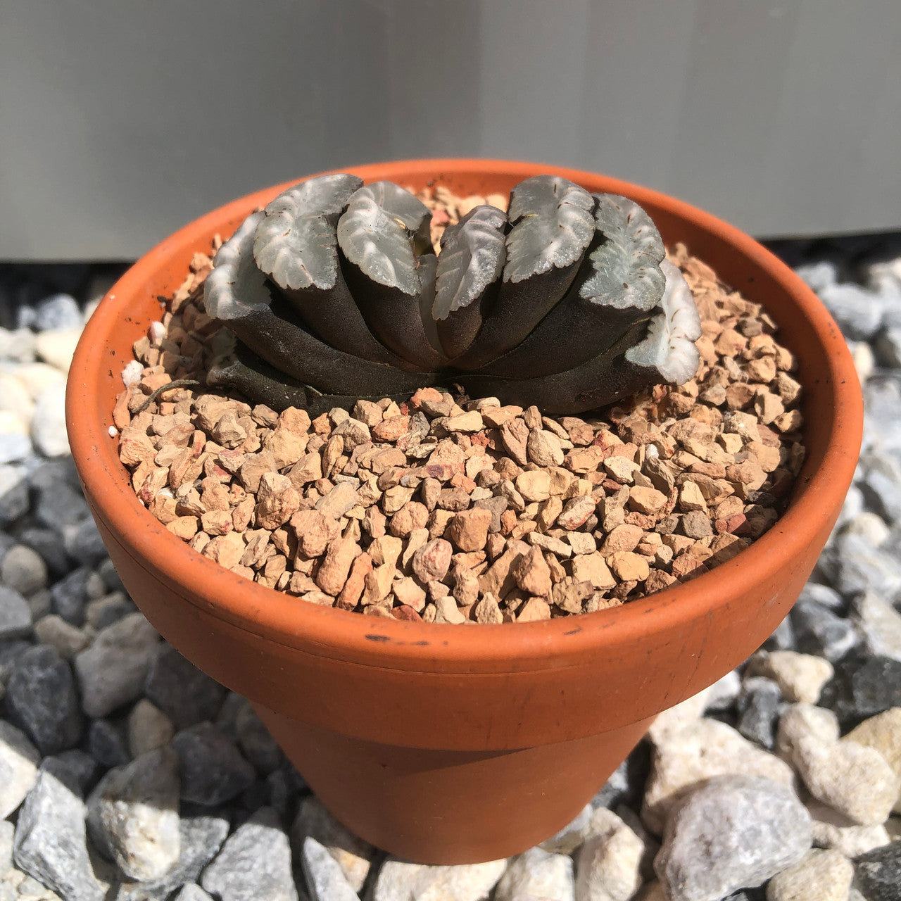 Haworthia Truncata alt view