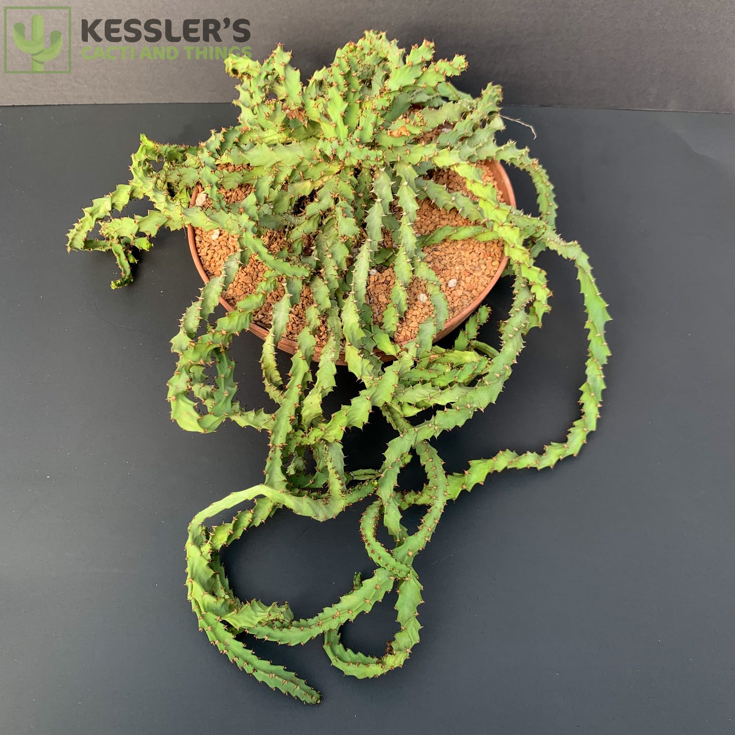 Euphorbia Squarrosa