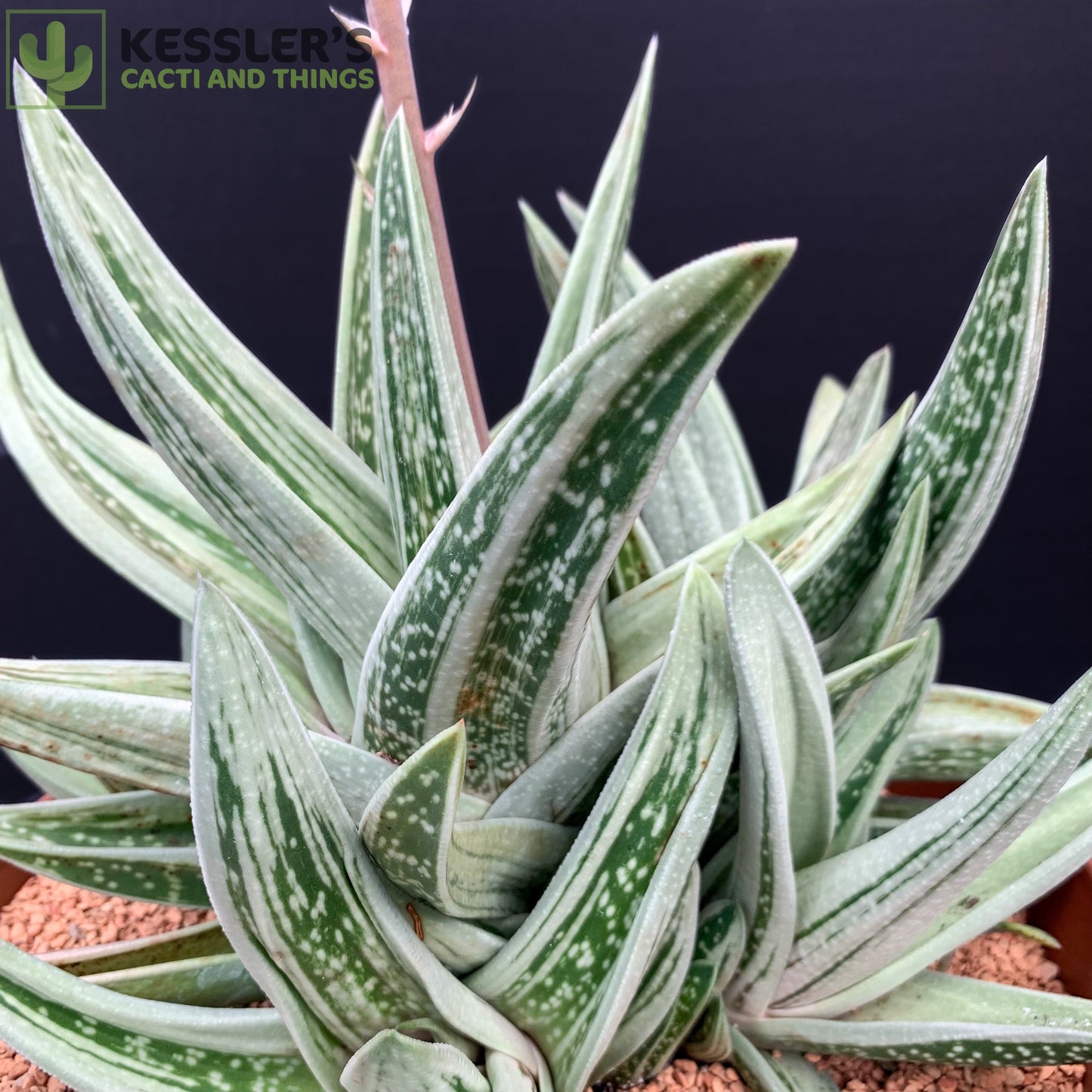 Gasteraloe (Green Ice)