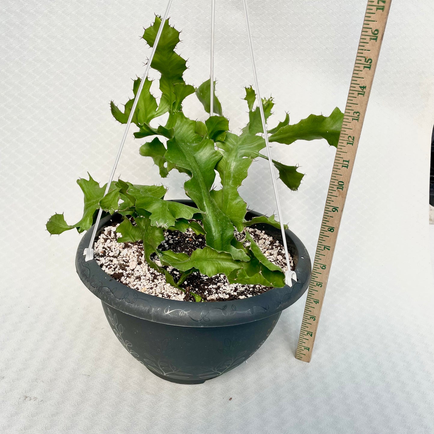 Euphorbia Bougheyi (Ribbon Cactus)