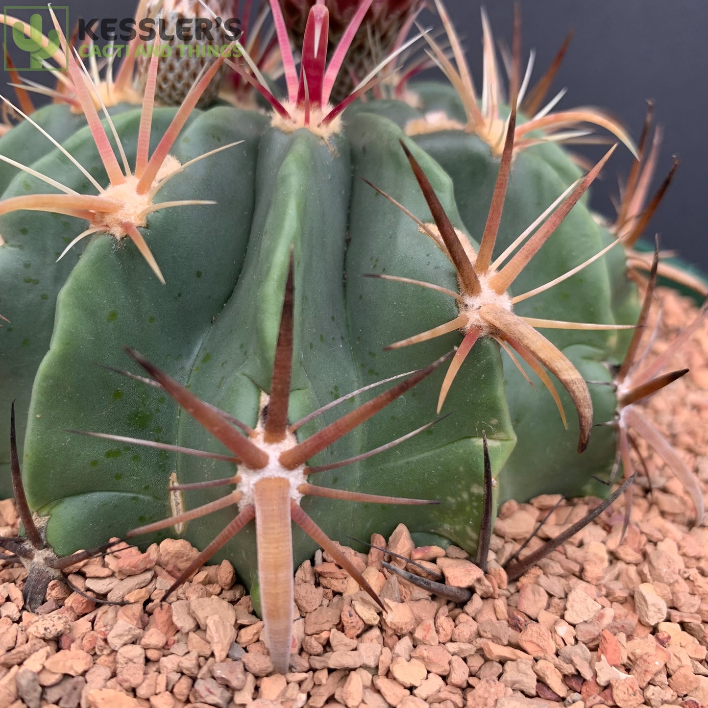 Ferocactus Latispinus