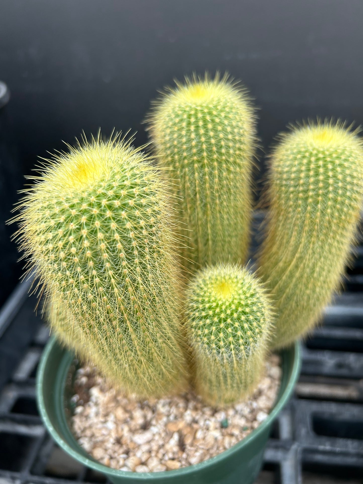 Parodia Leninghousii