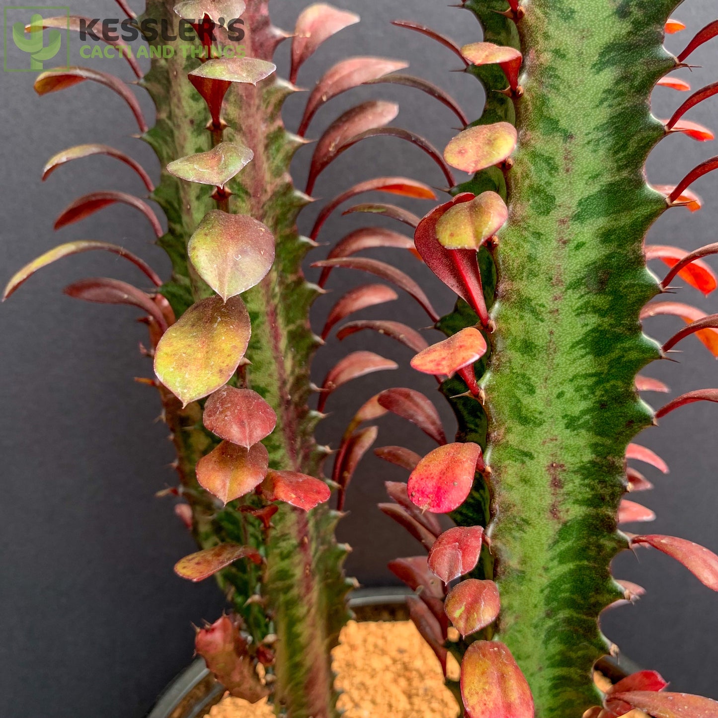 Euphorbia Trigona Rubra (Red Good Luck Plant)