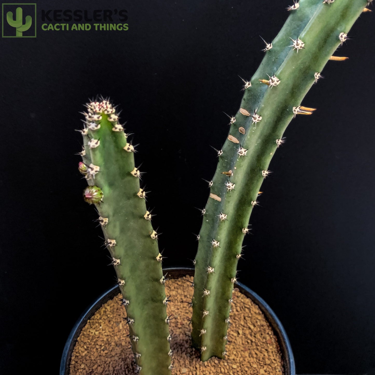 Harrisia Jusbertii